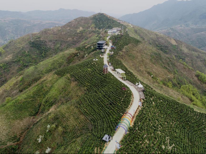 陜西廣電融媒體集團農林衛視助力陜西茶區“以茶興業，以茶富民”