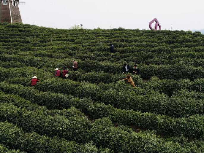 陜西廣電融媒體集團農林衛視助力陜西茶區“以茶興業，以茶富民”