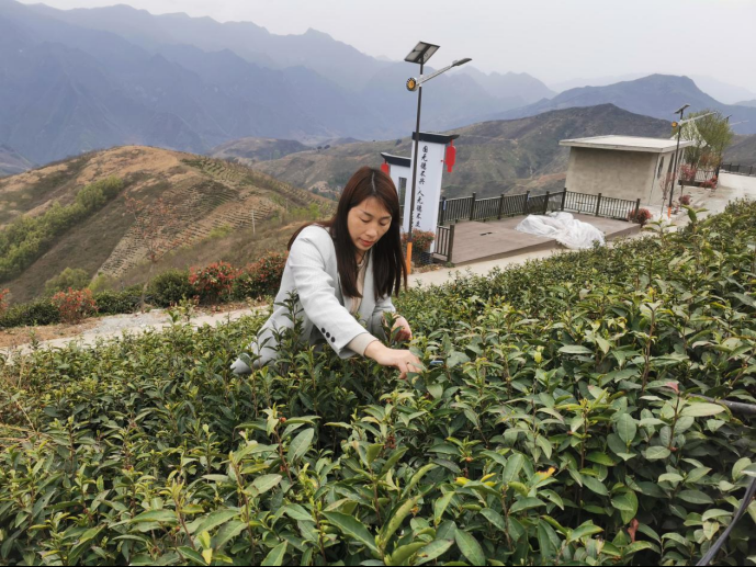 陜西廣電融媒體集團農林衛視助力陜西茶區“以茶興業，以茶富民”