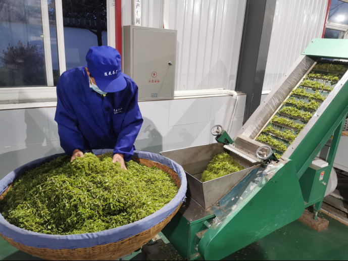 陜西廣電融媒體集團農林衛視助力陜西茶區“以茶興業，以茶富民”